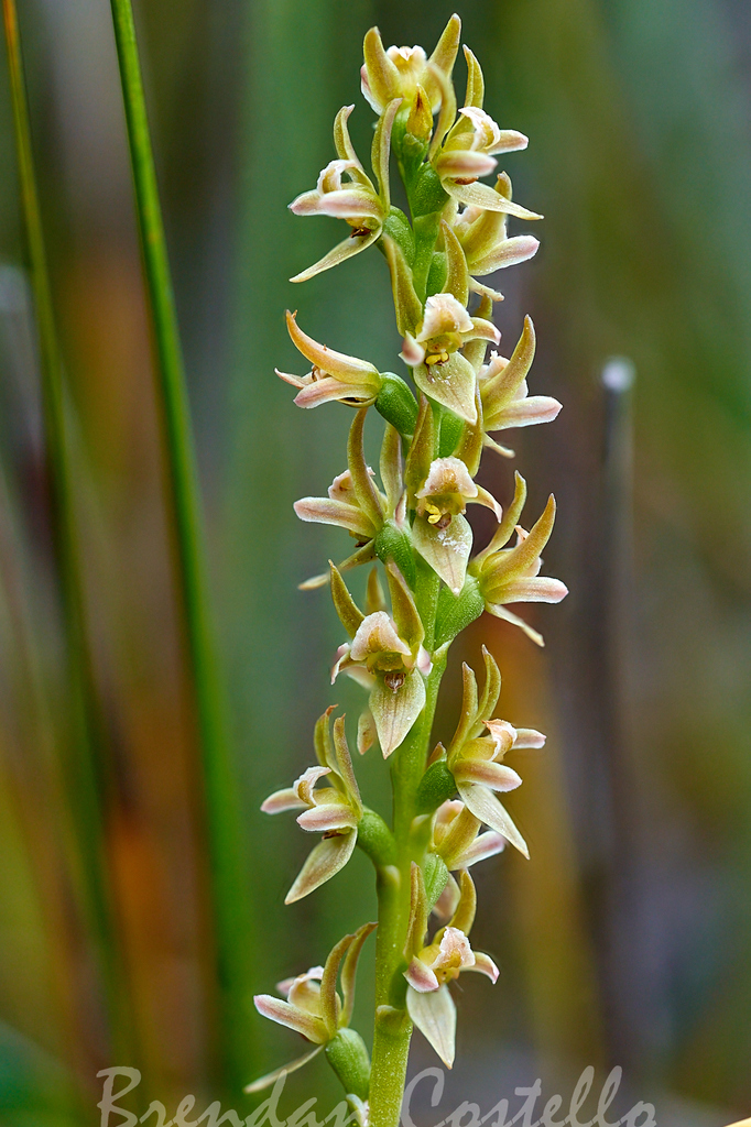 Prasophyllum favonium