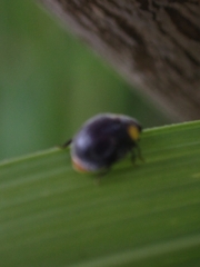 Apolinus lividigaster