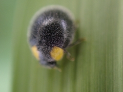 Apolinus lividigaster