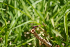 Trithemis annulata haematina
