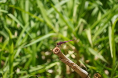 Trithemis annulata haematina