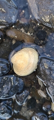 Austrovenus stutchburyi