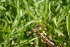 Trithemis annulata haematina