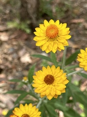 Xerochrysum
