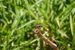 Trithemis annulata haematina