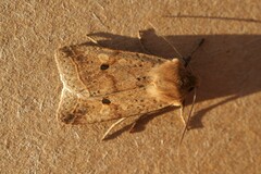 Agrochola blidaensis