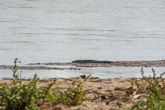 Crocodylus niloticus
