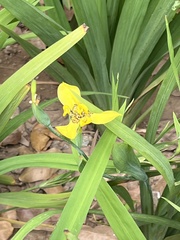 Trimezia martinicensis