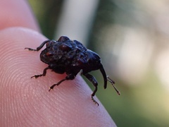 Hybophorus rufotuberosus