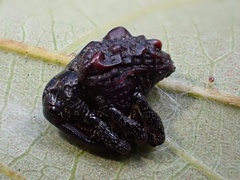 Hybophorus rufotuberosus