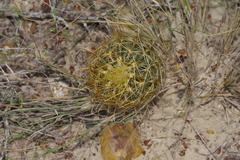 Ancistrocactus scheeri