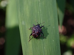Hybophorus rufotuberosus