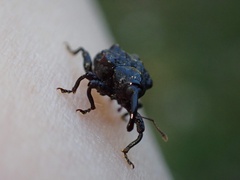 Hybophorus rufotuberosus