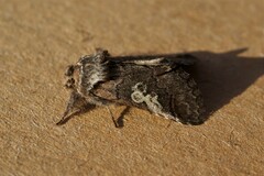 Diloba caeruleocephala