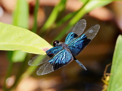 Rhyothemis resplendens