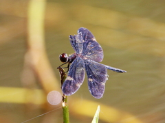 Rhyothemis princeps