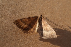 Larentia clavaria