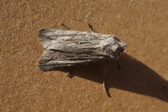 Lithophane leautieri