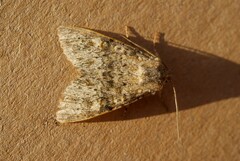 Polymixis flavicincta