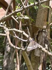 Euploea core corinna