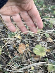 Elymus caninus