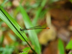 Argiocnemis rubescens