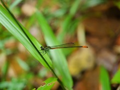 Argiocnemis rubescens