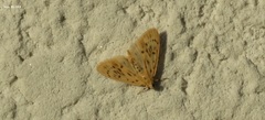 Tabidia strigiferalis