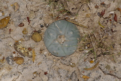 Lophophora williamsii