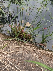 Pomacea canaliculata