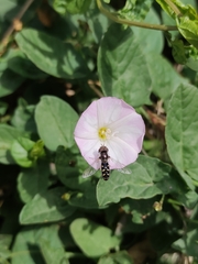 Austroscaeva melanostoma