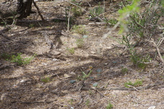 Lophophora williamsii