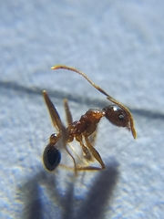 Pheidole naoroji