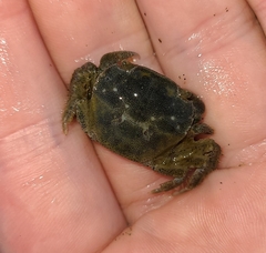 Hemigrapsus crenulatus