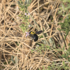 Xylocopa pubescens