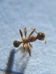 Pheidole naoroji