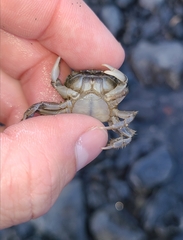 Hemigrapsus crenulatus
