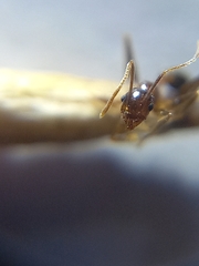 Pheidole naoroji