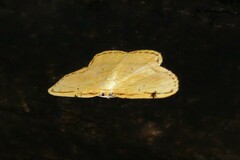 Drapetodes mitaria