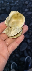 Ostrea chilensis