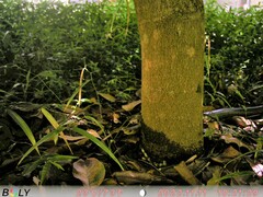 Oxyuranus scutellatus