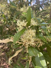 Grevillea chrysophaea