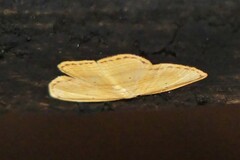 Drapetodes mitaria