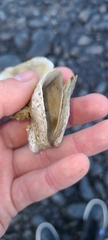 Ostrea chilensis