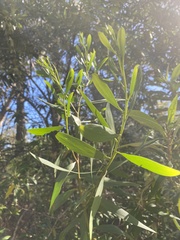 Grevillea chrysophaea