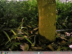 Oxyuranus scutellatus