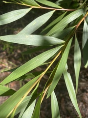 Grevillea chrysophaea