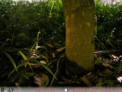 Oxyuranus scutellatus