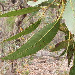 Eucalyptus umbra