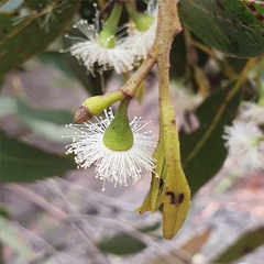 Eucalyptus umbra